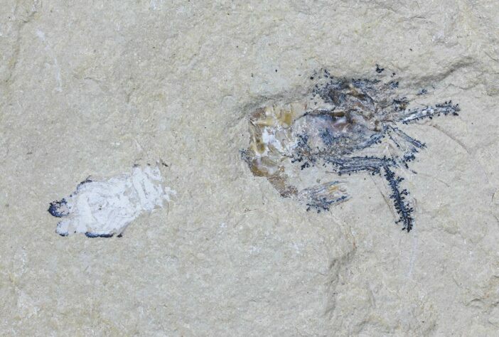 Cretaceous Fossil Shrimp - Lebanon #61546